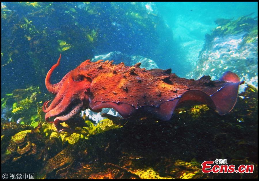 Giant Cuttlefish (Sepia apama) have been successfully bred in the UK for the first time at the Sealife Marine Development Centre in Weymouth in Dorset. Britain has its first ever shoal of giant cuttlefish after an aquarium successfully hatched and reared 18 babies. The unusual and spectacular species, which have been dubbed the marine world\'s \'masters of disguise\', are native to the southern coast of Australia, where the can grow to over 2 ft in length, and have never been on display in the UK before. (Photo/VCG)
