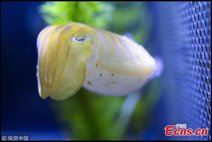 Giant Cuttlefish (Sepia apama) have been successfully bred in the UK for the first time at the Sealife Marine Development Centre in Weymouth in Dorset. Britain has its first ever shoal of giant cuttlefish after an aquarium successfully hatched and reared 18 babies. The unusual and spectacular species, which have been dubbed the marine world\'s \'masters of disguise\', are native to the southern coast of Australia, where the can grow to over 2 ft in length, and have never been on display in the UK before. (Photo/VCG)