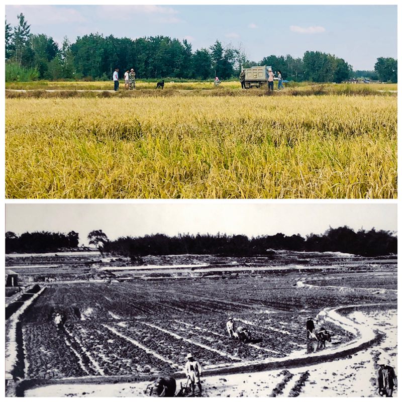 Xiaogang village has undergone dramatic changes over 40 years. (Photo provided to chinadaily.com.cn)