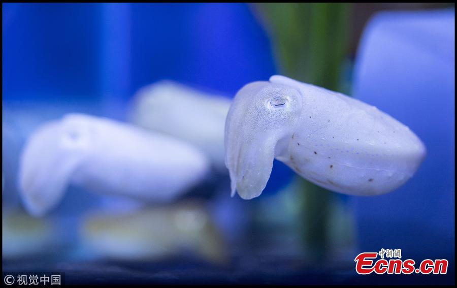 Giant Cuttlefish (Sepia apama) have been successfully bred in the UK for the first time at the Sealife Marine Development Centre in Weymouth in Dorset. Britain has its first ever shoal of giant cuttlefish after an aquarium successfully hatched and reared 18 babies. The unusual and spectacular species, which have been dubbed the marine world\'s \'masters of disguise\', are native to the southern coast of Australia, where the can grow to over 2 ft in length, and have never been on display in the UK before. (Photo/VCG)