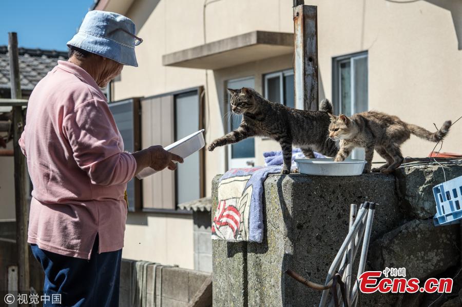 Cats look on as an island resident prepares to feed them on September 27, 2018 in Aoshima, Japan. Aoshima island has come to be known for its large number of felines which now outnumber humans by approximately ten to one. They were introduced on ships in the area but remained on the island and repopulated with estimates placing the current population at around 200 compared to a human population of just nine. Like many rural areas of Japan, large numbers of residents have left the community to seek better job prospects in cities and the people now remaining, and often feeding the cats, are all pensioners. (Photo/Agencies)