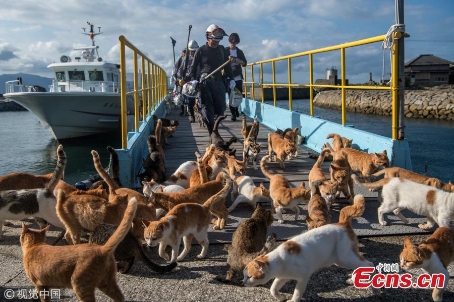Cats wait by a walkway as people disembark from on a ferry on September 27, 2018 in Aoshima, Japan. Aoshima island has come to be known for its large number of felines which now outnumber humans by approximately ten to one. They were introduced on ships in the area but remained on the island and repopulated with estimates placing the current population at around 200 compared to a human population of just nine. Like many rural areas of Japan, large numbers of residents have left the community to seek better job prospects in cities and the people now remaining, and often feeding the cats, are all pensioners. (Photo/Agencies)