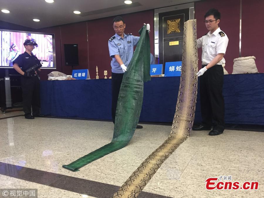 Two swaths of python skin are on display at a press conference by Guangzhou Customs. From July to August, Guangzhou Customs seized 7.26 tons of pangolin scales, which means about 120,000 to 180,000 pangolins were slaughtered. The scales sold for 340 yuan ($49) per kilogram in Africa and 5,600 yuan per kilogram in China. (Photo/VCG)