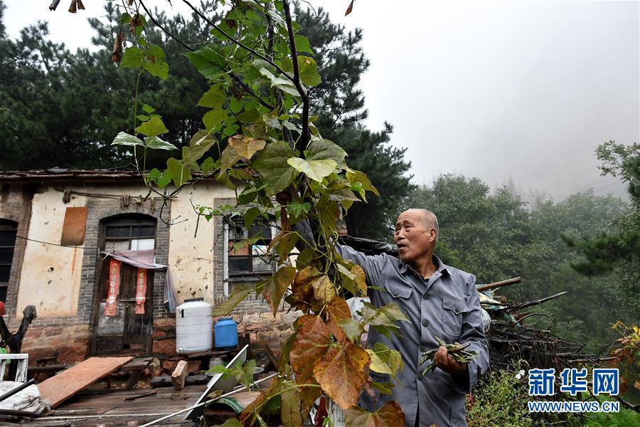 Zhao Naitang, 73, picks green beans to cook lunch for himself at the Huangyadong Martyrs Cemetery in Licheng County, North China’s Shanxi Province, Sept. 19, 2018. Huangyadong used to be an arsenal of the Eighth Route Army and a battlefield during the Chinese People\'s War of Resistance against Japanese Aggression. Zhao has been the custodian at the cemetery, where 44 martyrs were buried, since 1991. (Photo/Xinhua)