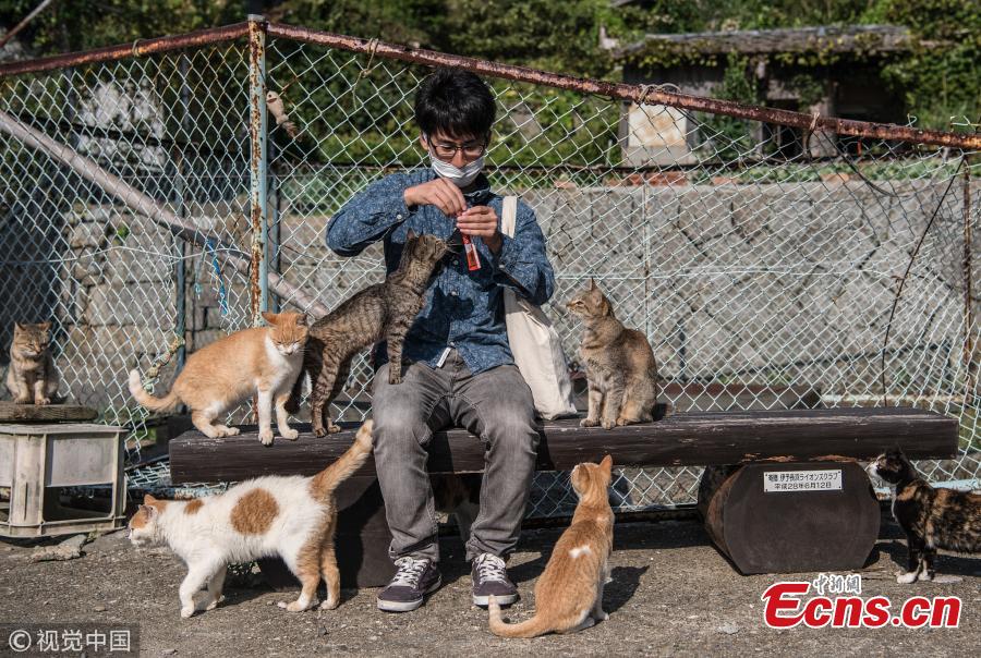 Cats crowd around a tourist as he prepares to feed them on September 27, 2018 in Aoshima, Japan. Aoshima island has come to be known for its large number of felines which now outnumber humans by approximately ten to one. They were introduced on ships in the area but remained on the island and repopulated with estimates placing the current population at around 200 compared to a human population of just nine. Like many rural areas of Japan, large numbers of residents have left the community to seek better job prospects in cities and the people now remaining, and often feeding the cats, are all pensioners. (Photo/Agencies)