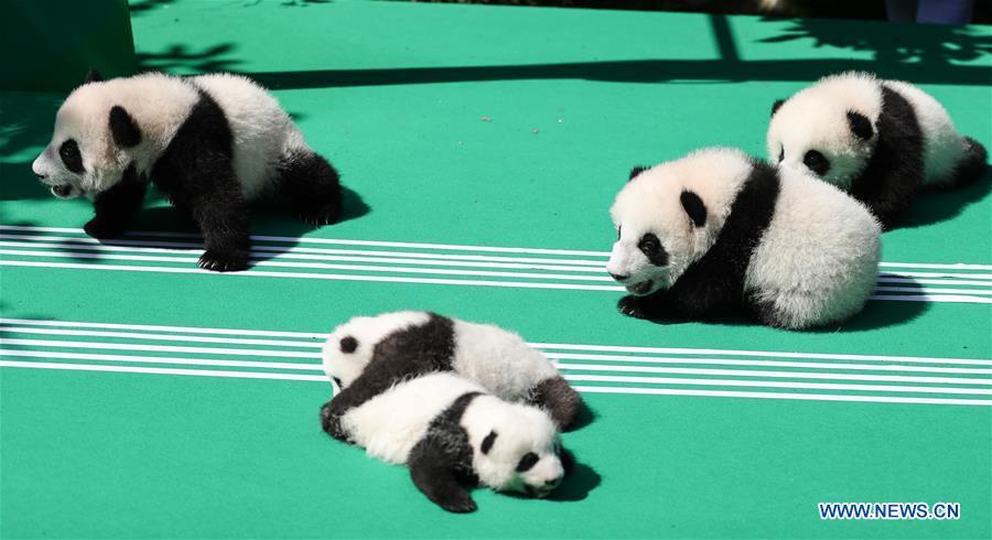 Photo taken on Sept. 28, 2018 shows giant panda cubs at Chengdu Research Base of Giant Panda Breeding in Chengdu, capital of southwest China\'s Sichuan Province. A total of 12 cubs born in the base in 2018 met the public here Friday. (Xinhua)