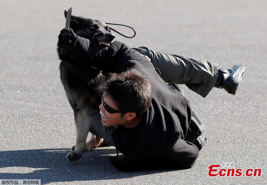 A police officer role playing a suspect is attacked by a police dog during Tokyo 2020 and Tokyo Metropolitan Police Department Security Tests and Joint Drills ahead of the 2020 Olympics in Tokyo, Japan, September 28, 2018. (Photo/Agencies)