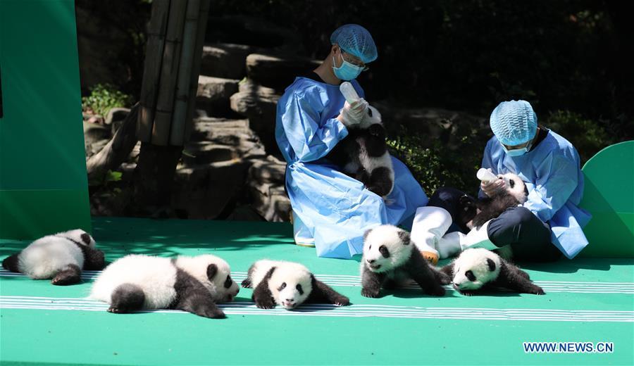 Photo taken on Sept. 28, 2018 shows giant panda cubs at Chengdu Research Base of Giant Panda Breeding in Chengdu, capital of southwest China\'s Sichuan Province. A total of 12 cubs born in the base in 2018 met the public here Friday. (Xinhua)