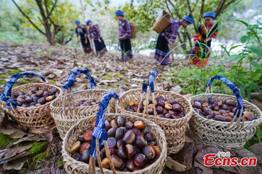 Women of Bouyei ethnic group shows newly harvested Chinese chestnut at a village in Wangmo County, Southwest China’s Guizhou Province, Sept. 28, 2018. The county has supported development of Chinese chestnut as a major way to boost local farmer’s income and shake off poverty. The chestnut planting area reached (13,000 hectares) this year, with an annual output value of about 168 million yuan ($24 million), and more than 18,000 families benefited from the sector. (Photo: China News Service/He Junyi)