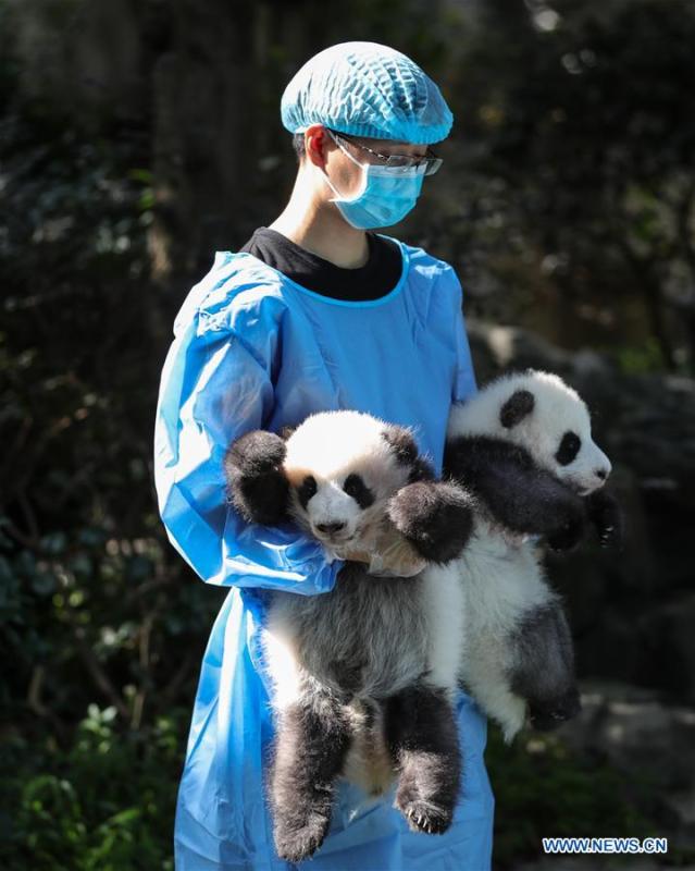 Photo taken on Sept. 28, 2018 shows giant panda cubs at Chengdu Research Base of Giant Panda Breeding in Chengdu, capital of southwest China\'s Sichuan Province. A total of 12 cubs born in the base in 2018 met the public here Friday. (Xinhua)