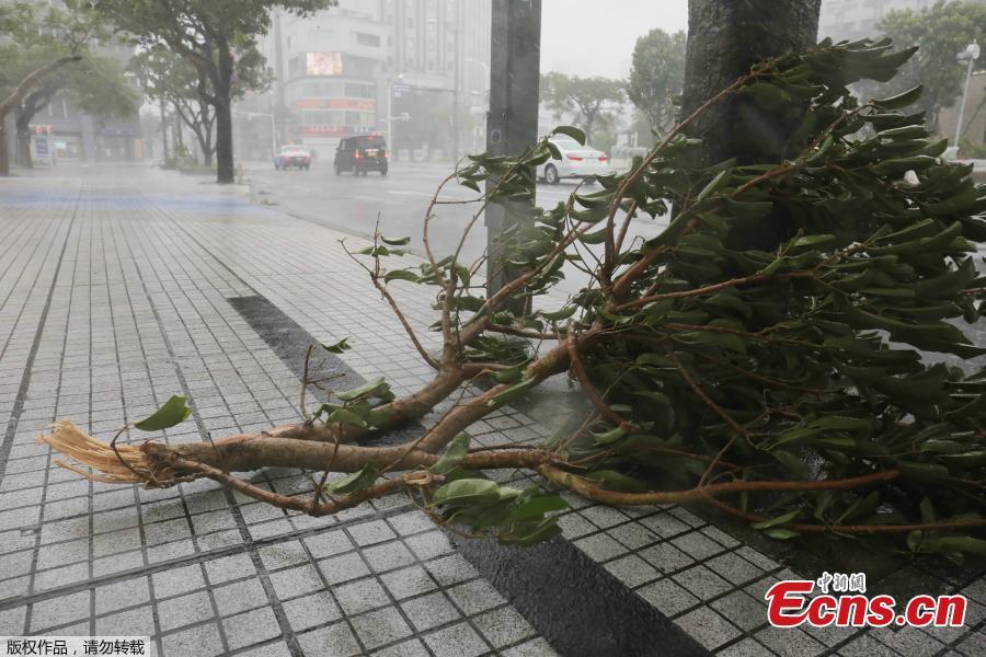 A picture taken in the city center of Naha, Okinawa prefecture, Sept. 29, 2018 shows a fallen branch as the island is the first part of Japan to face the typhoon Trami. (Photo/Agencies)