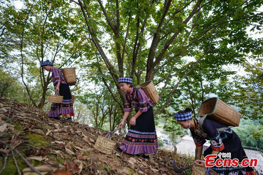 Women of Bouyei ethnic group shows newly harvested Chinese chestnut at a village in Wangmo County, Southwest China’s Guizhou Province, Sept. 28, 2018. The county has supported development of Chinese chestnut as a major way to boost local farmer’s income and shake off poverty. The chestnut planting area reached (13,000 hectares) this year, with an annual output value of about 168 million yuan ($24 million), and more than 18,000 families benefited from the sector. (Photo: China News Service/He Junyi)