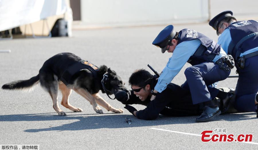 A police officer role playing a suspect is attacked by a police dog during Tokyo 2020 and Tokyo Metropolitan Police Department Security Tests and Joint Drills ahead of the 2020 Olympics in Tokyo, Japan, September 28, 2018. (Photo/Agencies)