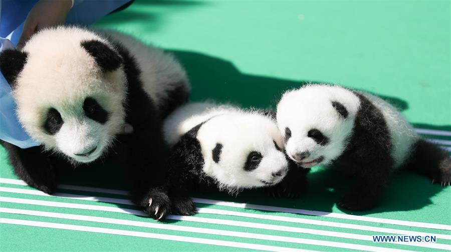 Photo taken on Sept. 28, 2018 shows giant panda cubs at Chengdu Research Base of Giant Panda Breeding in Chengdu, capital of southwest China\'s Sichuan Province. A total of 12 cubs born in the base in 2018 met the public here Friday. (Xinhua)