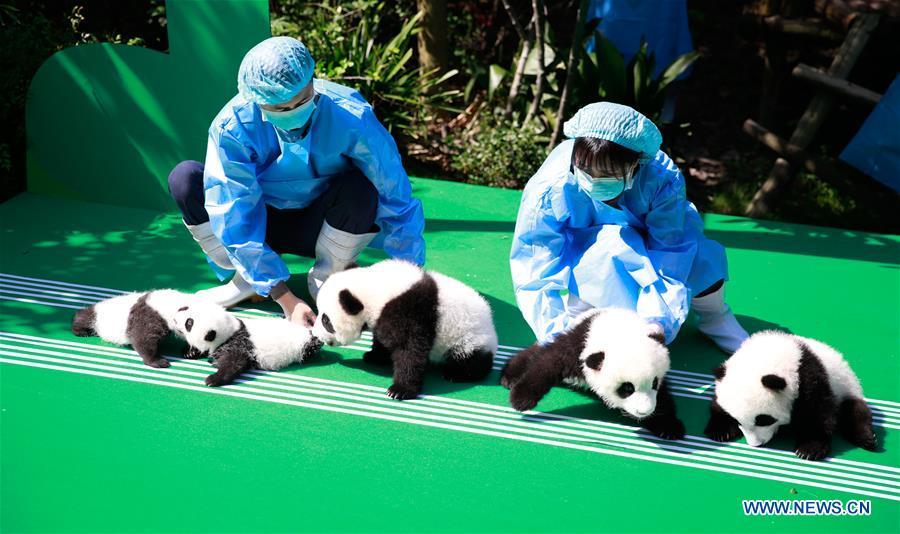Photo taken on Sept. 28, 2018 shows giant panda cubs at Chengdu Research Base of Giant Panda Breeding in Chengdu, capital of southwest China\'s Sichuan Province. A total of 12 cubs born in the base in 2018 met the public here Friday. (Xinhua)
