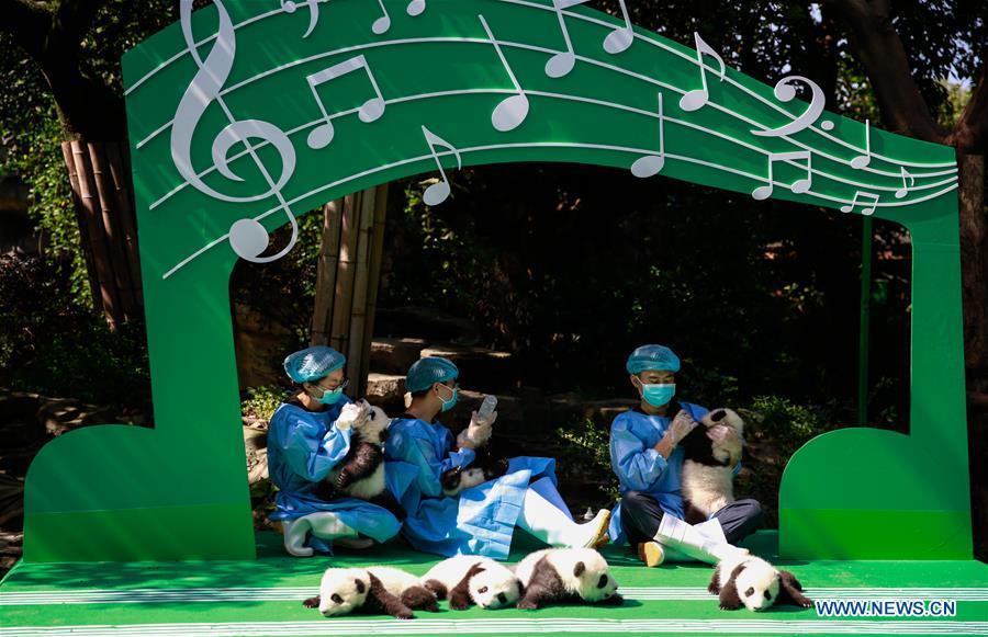 Photo taken on Sept. 28, 2018 shows giant panda cubs at Chengdu Research Base of Giant Panda Breeding in Chengdu, capital of southwest China\'s Sichuan Province. A total of 12 cubs born in the base in 2018 met the public here Friday. (Xinhua)