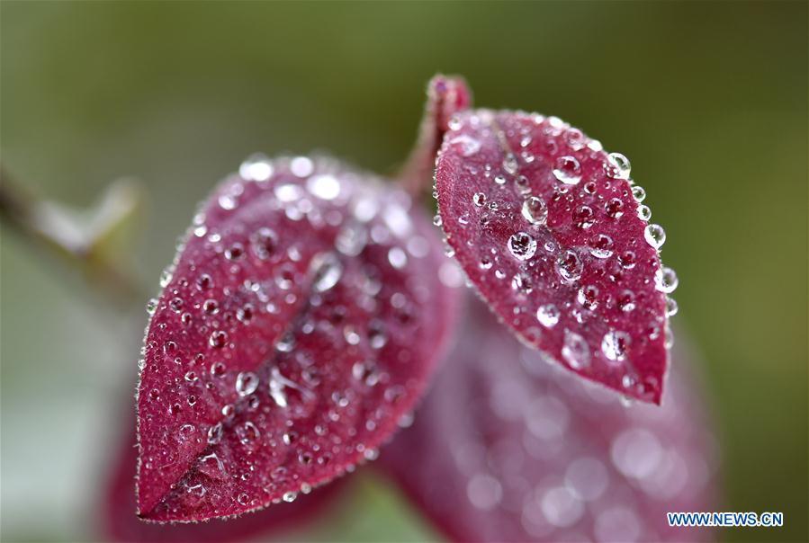 Photo taken on Sept. 28, 2018 shows dew on red leaves at the Renmin Square in Xuanen County, central China\'s Hubei Province. (Xinhua/Song Wen)