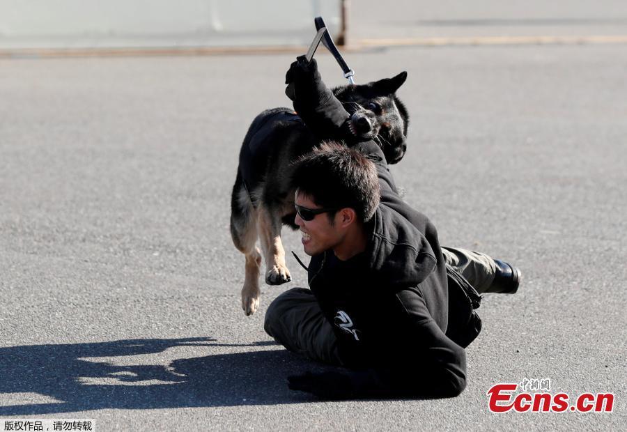 A police officer role playing a suspect is attacked by a police dog during Tokyo 2020 and Tokyo Metropolitan Police Department Security Tests and Joint Drills ahead of the 2020 Olympics in Tokyo, Japan, September 28, 2018. (Photo/Agencies)