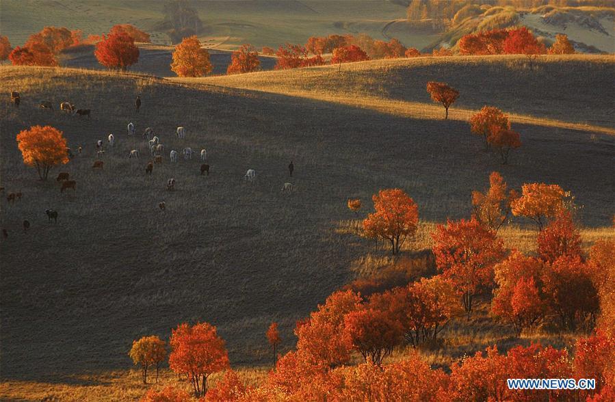 Photo taken on Sept. 29, 2018 shows the scenery in Saihanba National Forest Park in Chengde, north China\'s Hebei Province. (Xinhua/Pan Zhengguang)
