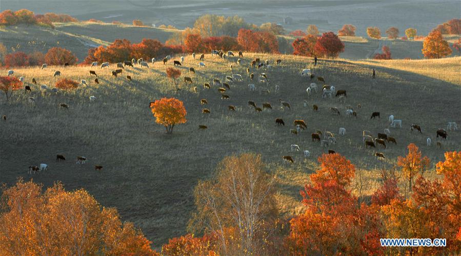 Photo taken on Sept. 29, 2018 shows the scenery in Saihanba National Forest Park in Chengde, north China\'s Hebei Province. (Xinhua/Pan Zhengguang)