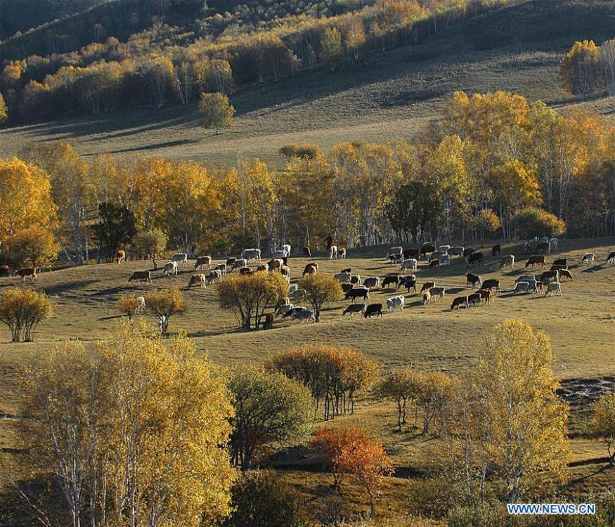 Photo taken on Sept. 29, 2018 shows the scenery in Saihanba National Forest Park in Chengde, north China\'s Hebei Province. (Xinhua/Pan Zhengguang)