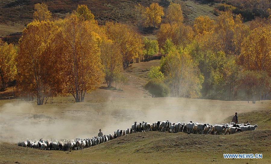 Photo taken on Sept. 29, 2018 shows the scenery in Saihanba National Forest Park in Chengde, north China\'s Hebei Province. (Xinhua/Pan Zhengguang)