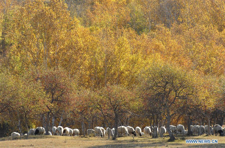 Photo taken on Sept. 29, 2018 shows the scenery in Saihanba National Forest Park in Chengde, north China\'s Hebei Province. (Xinhua/Pan Zhengguang)