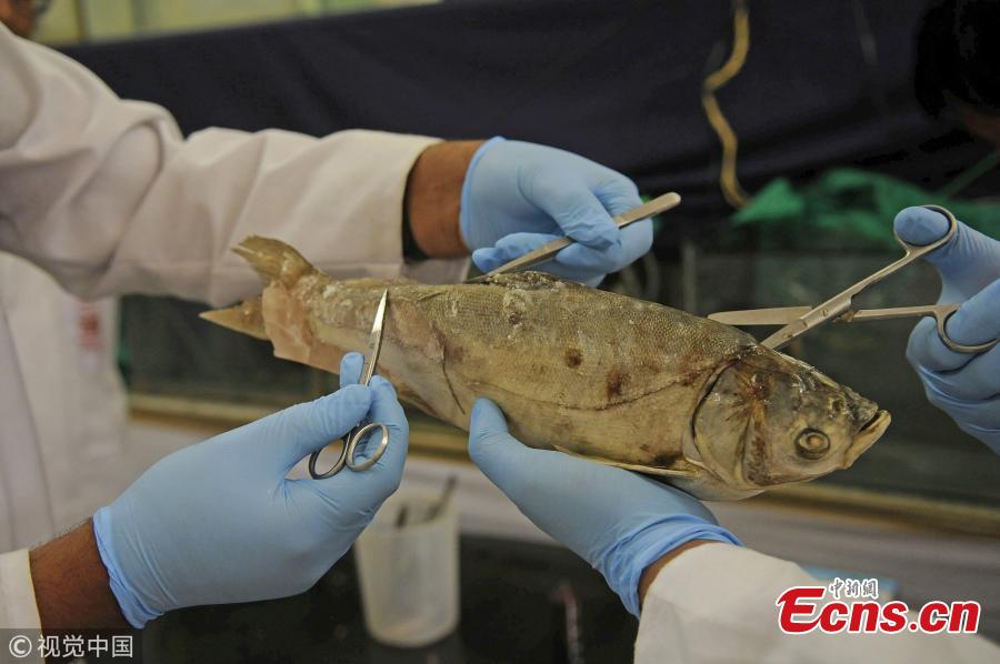 A fish species gets treatment at fish hospital in the premises of Sheri Kashmir University of Agricultural Sciences and Technology (SKUAST) in Srinagar, India, Oct. 5, 2018.  (Photo/VCG)
