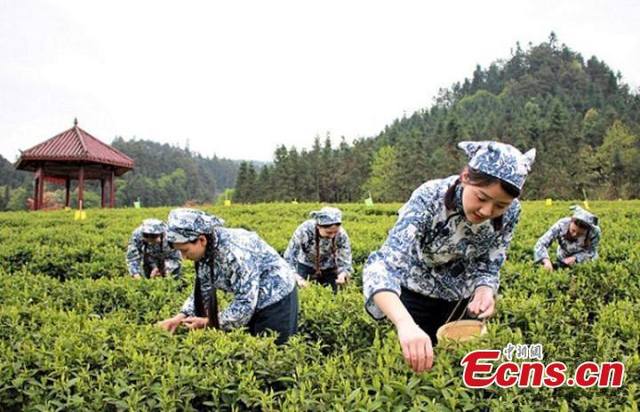 Seasonal tea

The period around the Cold Dew is a good time for the growth of tea trees. Tea collected in the three days before and the four days after Cold Dew is said to be the highest quality in the season.(Photo/China News Service)