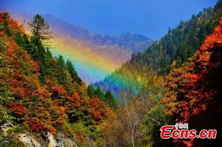 Time to appreciate red autumnal leaves

It’s a tradition in many places to appreciate the red maple leaves, which only get more colorful in late autumn.(Photo/China News Service)