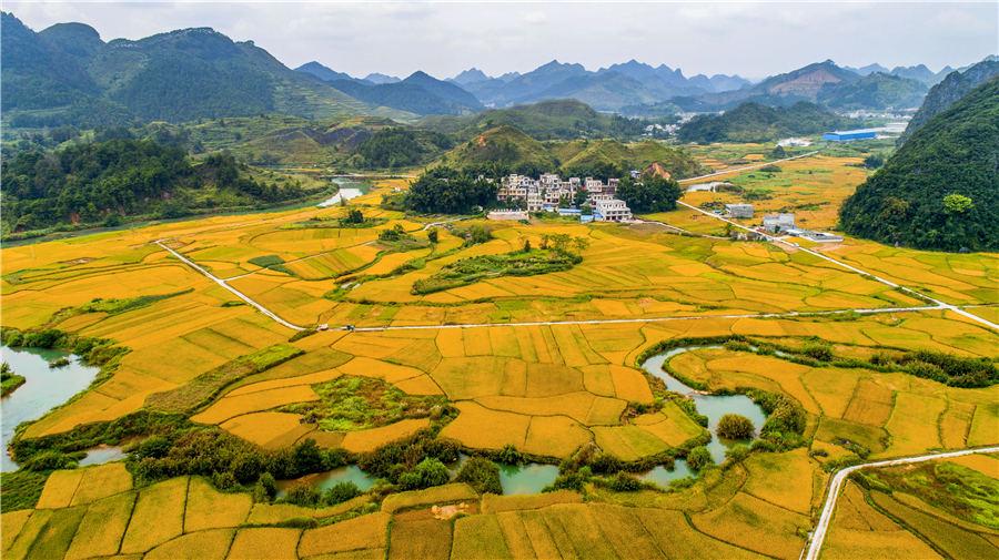 Golden rice fields in Baise, Southwest China\'s Guangxi Zhuang autonomous region, showcase the beautiful autumn landscape, on Oct. 5, 2018. (Photo/Asianewsphoto)