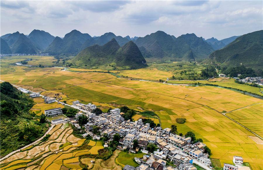 Golden rice fields in Baise, Southwest China\'s Guangxi Zhuang autonomous region, showcase the beautiful autumn landscape, on Oct. 5, 2018. (Photo/Asianewsphoto)