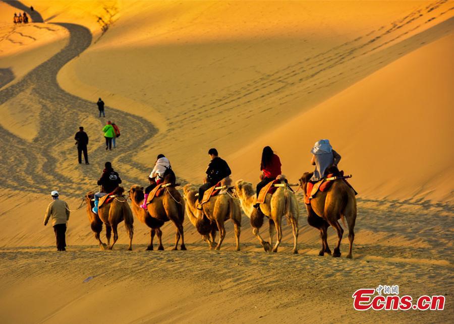 Tourists ride camels in a tour of the Mingsha Hill scenic spot in the Gobi Desert in Dunhuang City, Northwest China\'s Gansu Province, during the National Day holiday from Oct. 1 to 7. Consisting of a group of sand dunes, the Mingsha Hill, with a name that means \'singing sand\', is famous for its desert scenery and the mysterious sound made by the wind as it blows over its surface. The scenic spot attracted 307,900 tourists during the holiday, a year-on-year growth of nine percent, and achieved a tourism revenue of 330 million yuan ($47.7 million), up 10 percent on the same period last year. (Photo: China News Service/Wang Binyin)