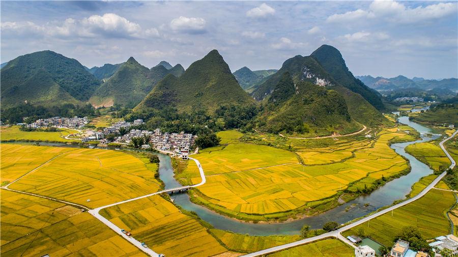 Golden rice fields in Baise, Southwest China\'s Guangxi Zhuang autonomous region, showcase the beautiful autumn landscape, on Oct. 5, 2018. (Photo/Asianewsphoto)