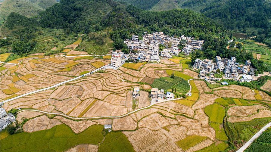 Golden rice fields in Baise, Southwest China\'s Guangxi Zhuang autonomous region, showcase the beautiful autumn landscape, on Oct. 5, 2018. (Photo/Asianewsphoto)