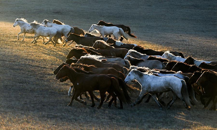 Mesmerizing autumn scenery of Wulan Butong Grassland in North China\'s Inner Mongolia. (Photo/China Daily)