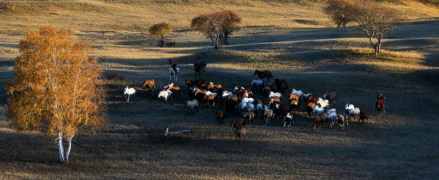 Mesmerizing autumn scenery of Wulan Butong Grassland in North China\'s Inner Mongolia. (Photo/China Daily)