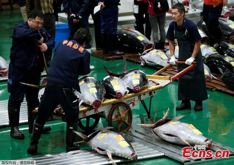 Wholesalers check the quality of frozen tuna displayed during the first tuna auctions on the opening day of the new Toyosu fish market, which has been relocated from Tsukiji, in Tokyo, Japan, October 11, 2018. (Photo/Agencies)