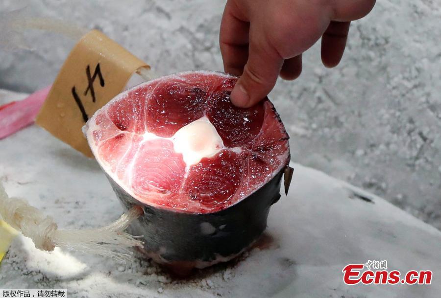 A wholesaler checks the quality of frozen tuna displayed during the first tuna auctions on the opening day of the new Toyosu fish market, which has been relocated from Tsukiji, in Tokyo, Japan, October 11, 2018. (Photo/Agencies)