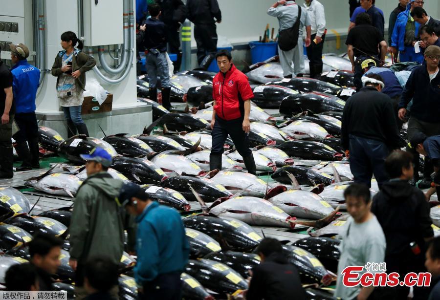 Wholesalers check the quality of frozen tuna displayed during the first tuna auctions on the opening day of the new Toyosu fish market, which has been relocated from Tsukiji, in Tokyo, Japan, October 11, 2018. (Photo/Agencies)