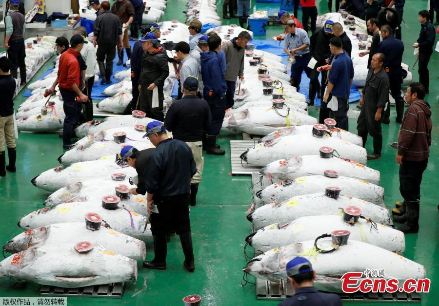 Wholesalers check the quality of frozen tuna displayed during the first tuna auctions on the opening day of the new Toyosu fish market, which has been relocated from Tsukiji, in Tokyo, Japan, October 11, 2018. (Photo/Agencies)