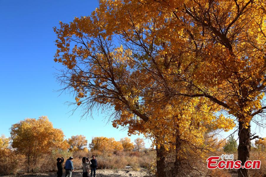 Tourists visit a forest of desert poplar or populus euphratica in Huangqu Town, Dunhuang City, Northwest China\'s Gansu Province. During the autumn months, the town has drawn tourists eager to see the striking golden leaves of the trees against clear, blue skies. (Photo: China News Service/Li Xiaoling)