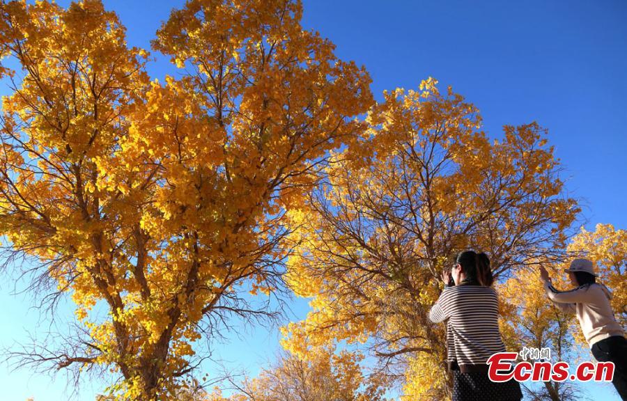 Tourists visit a forest of desert poplar or populus euphratica in Huangqu Town, Dunhuang City, Northwest China\'s Gansu Province. During the autumn months, the town has drawn tourists eager to see the striking golden leaves of the trees against clear, blue skies. (Photo: China News Service/Li Xiaoling)