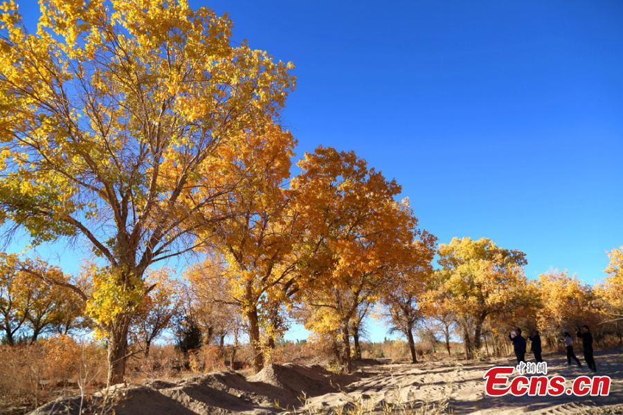 Tourists visit a forest of desert poplar or populus euphratica in Huangqu Town, Dunhuang City, Northwest China\'s Gansu Province. During the autumn months, the town has drawn tourists eager to see the striking golden leaves of the trees against clear, blue skies. (Photo: China News Service/Li Xiaoling)