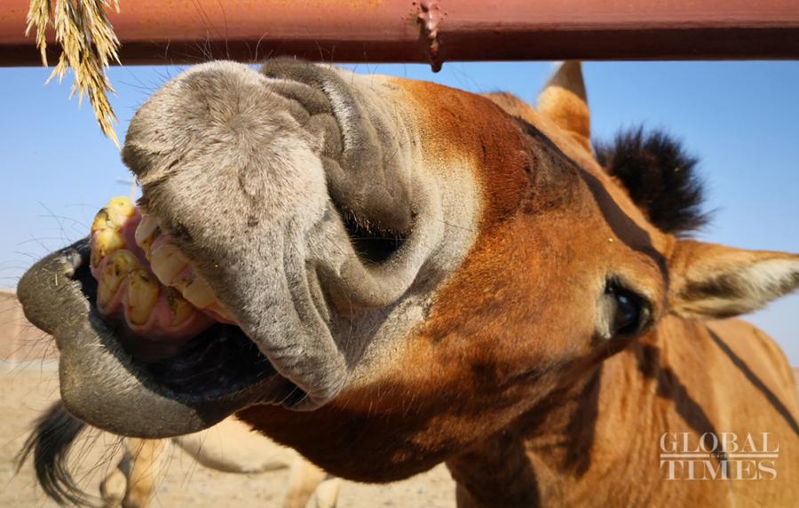 Przewalski\'s horses are the only existing wild horse in the world and the species even has a longer history than giant pandas. There are approximately 400 wild Przewalski\'s horses in Northwest China\'s Xinjiang Uyghur Autonomous Region. Here\'s a look at these rare horses at a breeding center in Jimsar county, Changji Hui Autonomous Prefecture, Xinjiang Uyghur Autonomous Region. (Photos: Cui Meng/GT)