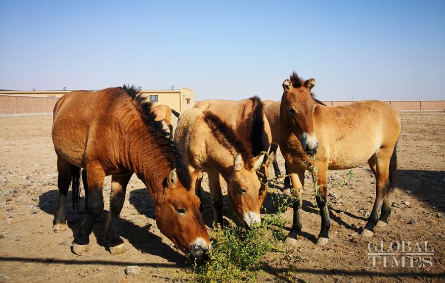 Przewalski\'s horses are the only existing wild horse in the world and the species even has a longer history than giant pandas. There are approximately 400 wild Przewalski\'s horses in Northwest China\'s Xinjiang Uyghur Autonomous Region. Here\'s a look at these rare horses at a breeding center in Jimsar county, Changji Hui Autonomous Prefecture, Xinjiang Uyghur Autonomous Region. (Photos: Cui Meng/GT)