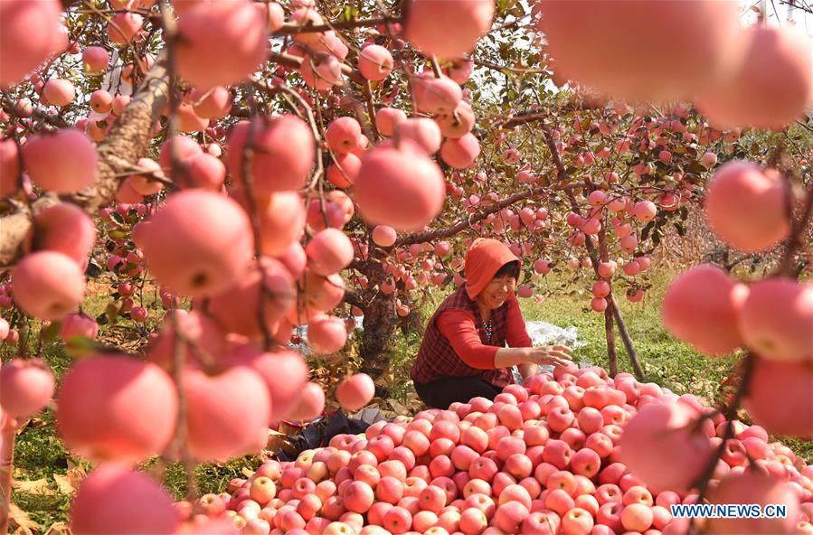 A farmer sorts out apples in an orchard at Houshuibei Village in Yiyuan County, east China\'s Shandong Province, on Oct. 12, 2018. (Xinhua/Zhao Dongshan)