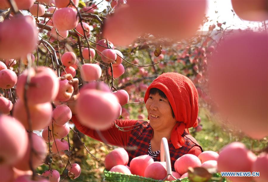 A farmer picks apples in an orchard at Houshuibei Village in Yiyuan County, east China\'s Shandong Province, on Oct. 12, 2018. (Xinhua/Zhao Dongshan)