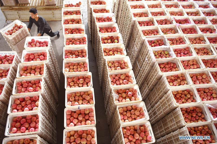 A farmer carries basket-packed apples at Houhenan Village in Yiyuan County, east China\'s Shandong Province, on Oct. 12, 2018. (Xinhua/Zhao Dongshan)