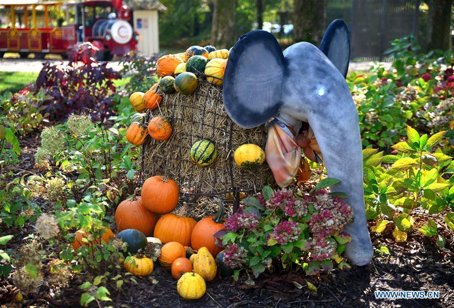 Colorful pumpkins are displayed during a funny pumpkin exhibition at a botanic park some 20 km away from Ljubljana, Slovenia, Oct. 13, 2018. A funny pumpkin exhibition was held there recently to celebrate the pumpkin harvest season. (Xinhua/Matic Stojs)